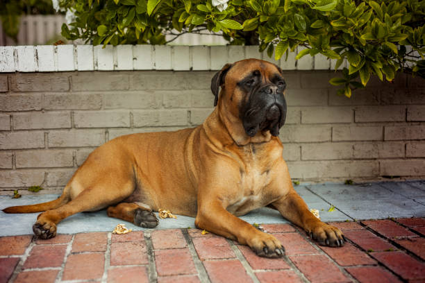 Beautiful and elegant bullmastiff dog lying on the ground safe keeping the house stock photo