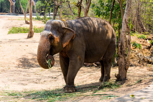 elephant standing under a tree & eating grass with locked at toe by chain rope at zoo. stock photo