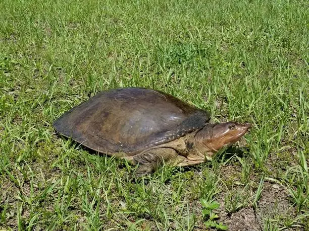 Soft shell turtle