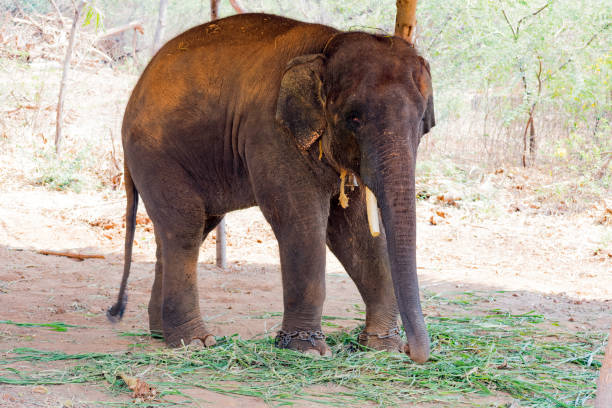Elephant Chain Rope 180+ Elephant Leg On Chain Stock Photos, Pictures & Royalty-Free Images ...