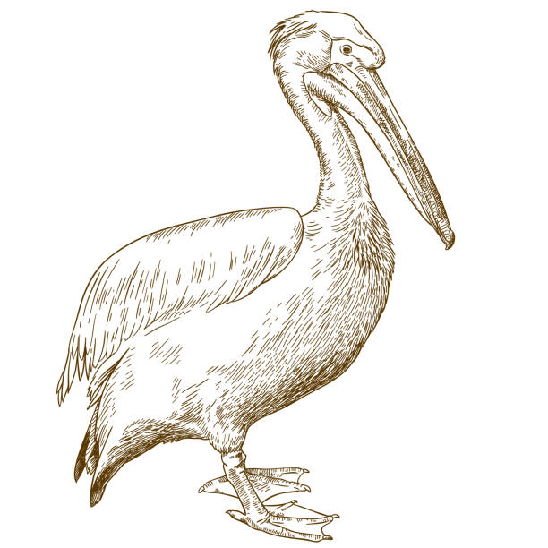 engraving illustration of great white pelican Vector antique engraving illustration of great white pelican isolated on white background pelican stock illustrations