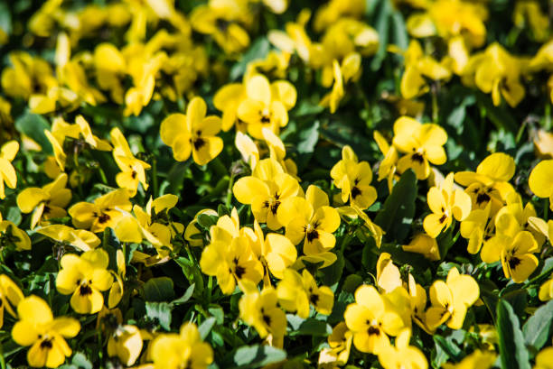 istock Viola cornuta blue yellow purple blooming 961002288