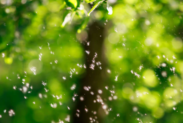 istock lots of white fluffy seeds, poplar circling the Park in the spring and exploding in the air far 961007470