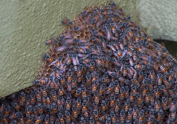 istock A beehive is an enclosed structure in which honeybees raise their young. 961007698