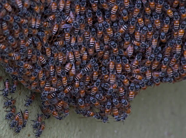 istock A beehive is an enclosed structure in which honeybees raise their young. 961007742