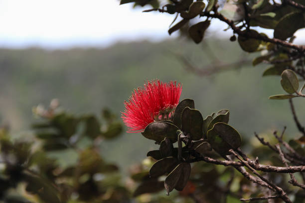 vista laterale da vicino di un fiore rosso dell'albero di ohia lehua - pele foto e immagini stock