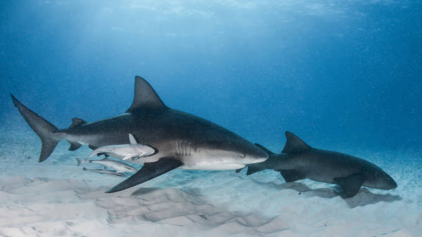 istock Bull and nurse shark 961009606