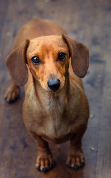 istock Dachshund Dog Summer Garden 961012386