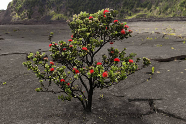 kırmızı junior lehua ağaç bush, big island, hawaii - pele stok fotoğraflar ve resimler