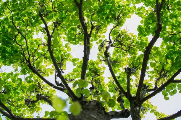 istock Sunlight Through Green Tree Crown. Top view with tree branch and blue sky 961016920