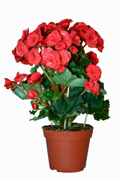 istock a houseplant on a white background 961020848