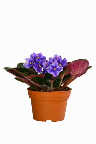istock a houseplant on a white background 961020874
