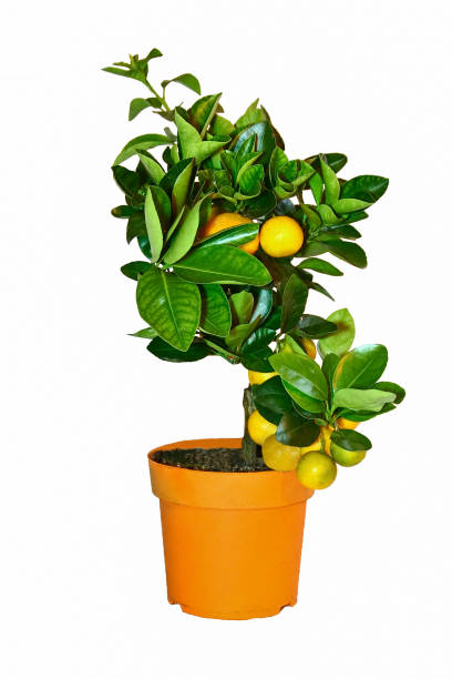 istock a houseplant on a white background 961020876