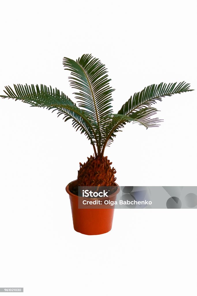 a houseplant on a white background a houseplant, potted plant on a white background, Sago Palm Stock Photo