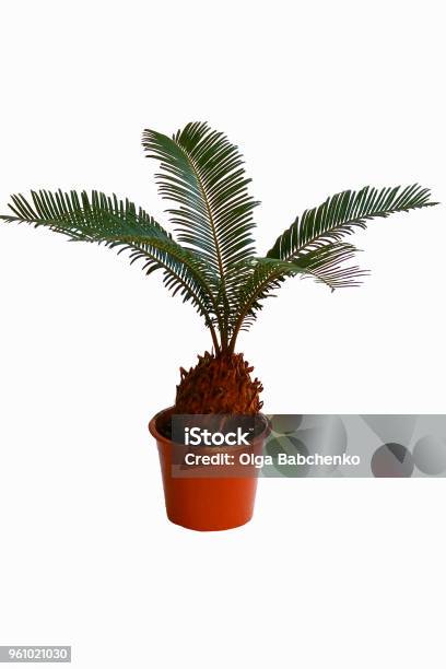 A Houseplant On A White Background Stock Photo - Download Image Now - Sago Palm, White Background, Botany