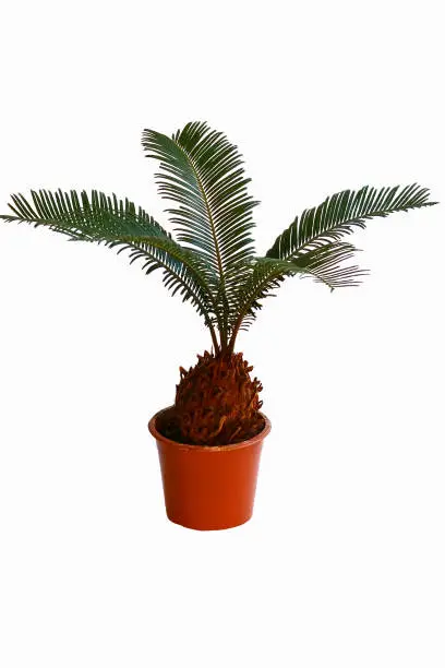 a houseplant, potted plant on a white background,