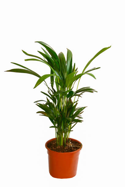 istock a houseplant on a white background 961021128