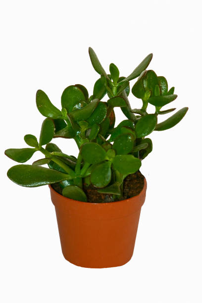 istock a houseplant on a white background 961021132