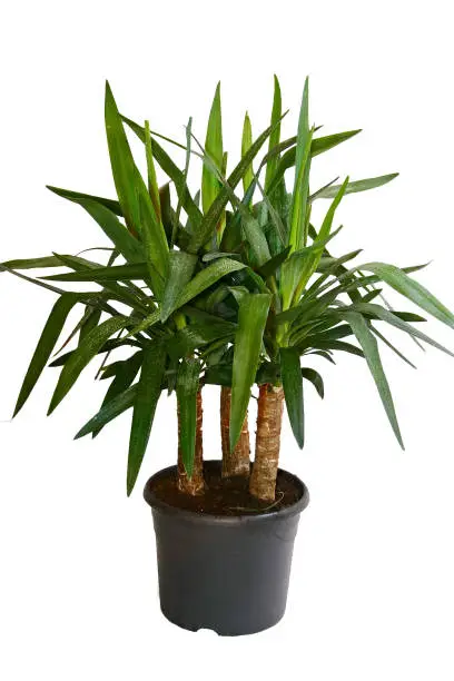 a houseplant, potted plant on a white background,