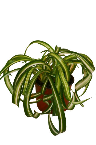 istock a houseplant on a white background 961021142