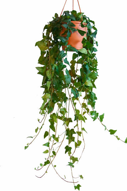 istock a houseplant on a white background 961021162