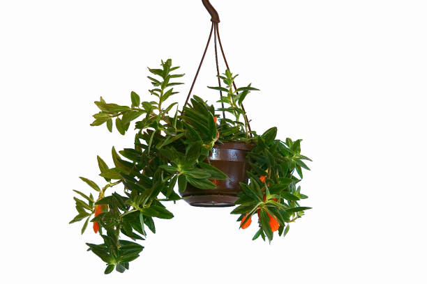 istock a houseplant on a white background 961021200