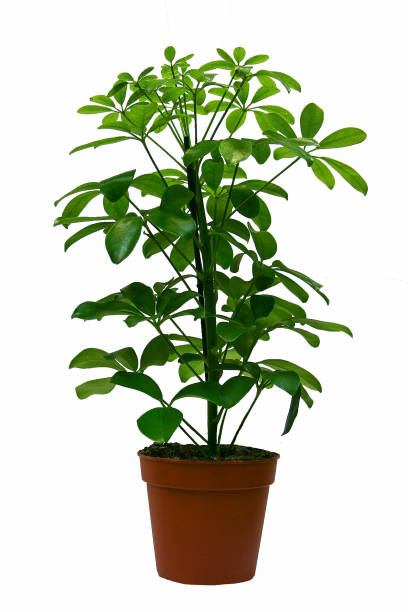 istock a houseplant on a white background 961021228