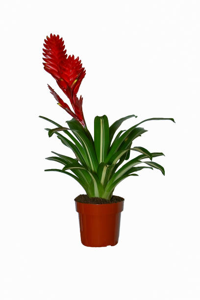 istock a houseplant on a white background 961021410