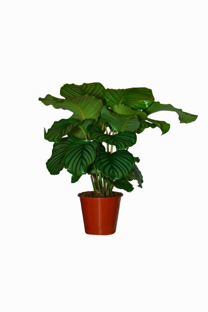 istock a houseplant on a white background 961021412