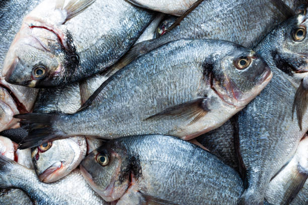 istock Fish. Fresh sea bream. Raw dorado fish 961021504