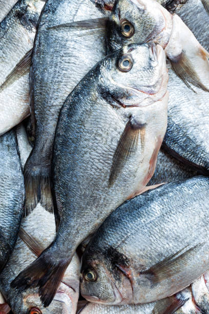 istock Fish. Fresh sea bream. Raw dorado fish 961021506