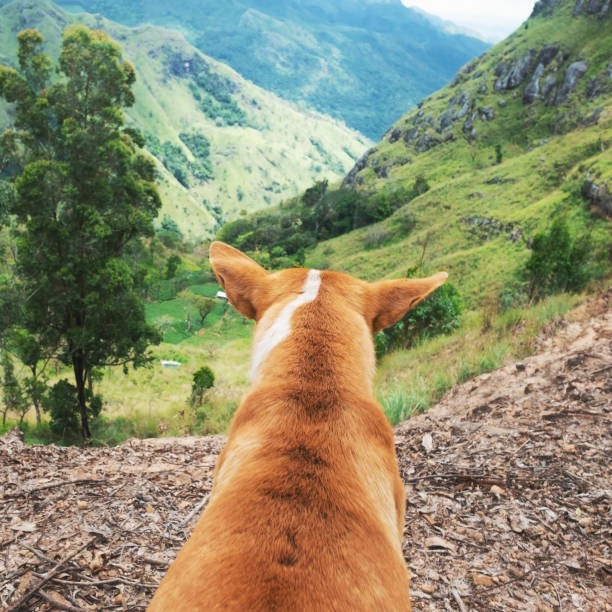 Dog looking at view from Ella rock in Sri Lanka. Travel together with pets