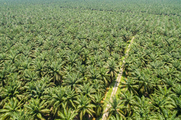 istock palm oil plantation 961022156