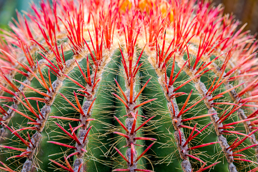 Cactus Flowers,Cactus Garden, Tenerife, Spain,no logos,Nikon D850