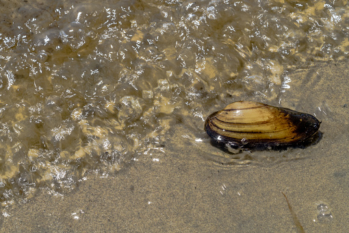 A shell in a lake. The pond mussel is an indicator of clean water.