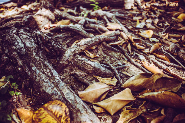 raíces. - root tree sarasota tropical climate fotografías e imágenes de stock