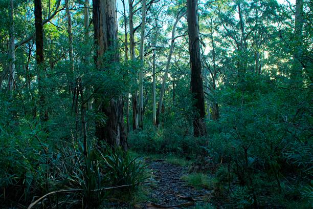тропический лес в австралии - costa victoria стоковые фото и изображения
