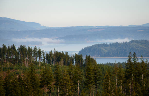 緑山国有林 - kitsap ストックフォトと画像