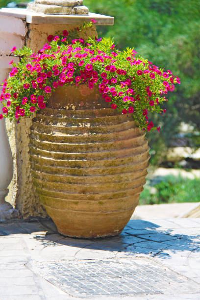 istock A large pot of pink flowers 961028660