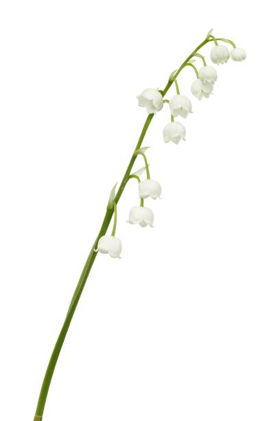 istock Lily of the valley 961032288