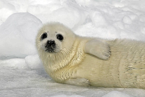 So Cute!  seal pup stock pictures, royalty-free photos & images