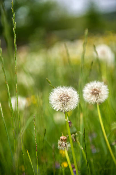 istock Field of dandelions. Close-up. 961040460
