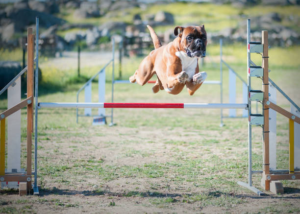 Animal of company making jumps in championship of agility Agility competition with a company animal just above the bar making a jump agility animal canine sports race stock pictures, royalty-free photos & images