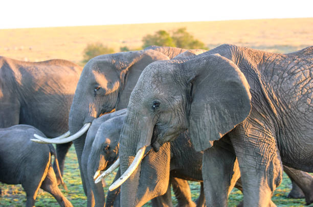 istock Herd of Wild African Elephant 961046500