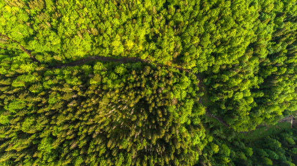 istock Aerial view close-up of a forest with green trees 961047036