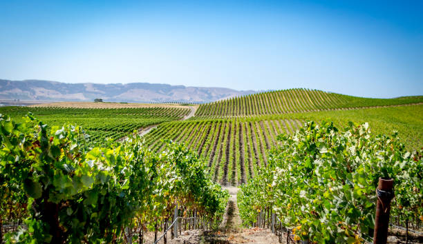 istock Rows of vines in a vineyard 961047380