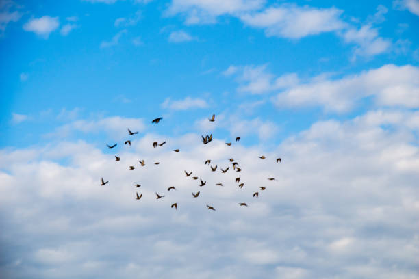 Flock of birds seen flying in the sky