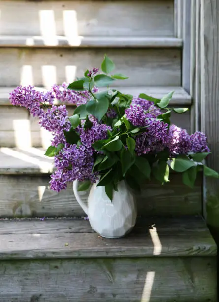 Common lilac in a pitcher sitting on a old wooden stair case. Syringa vulgaris is a species of flowering plant in the olive family Oleaceae.  Violet lilacs symbolize spirituality.