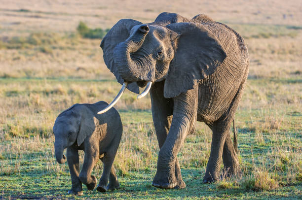 istock Wild Mother African Elephant and Her Baby 961050396