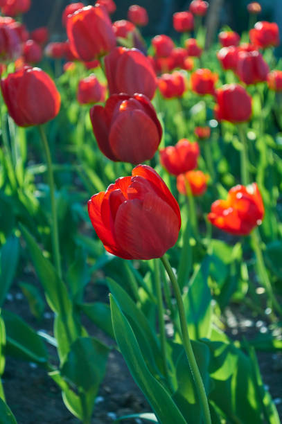 istock A group beautiful of decorative red tulip flowers. 961055480